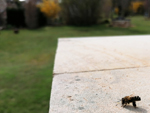 Schaugarten Saubergen Familie Österreicher - Die erste Biene des Frühlings